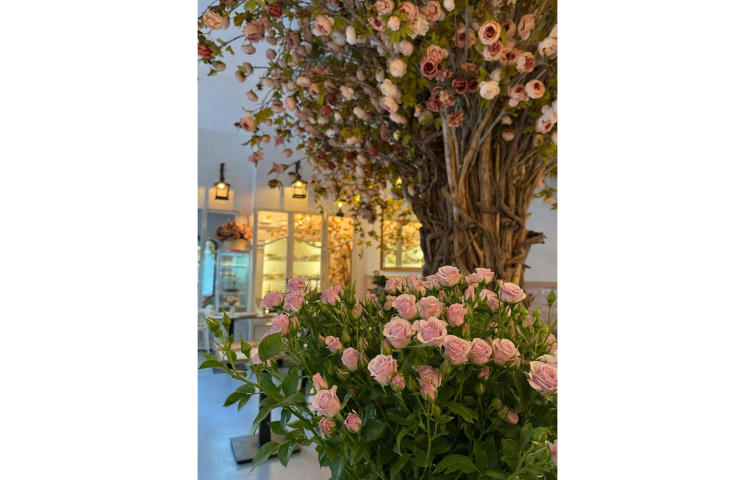 Transfer - Licencia C2 -
Barcelona - Eixample