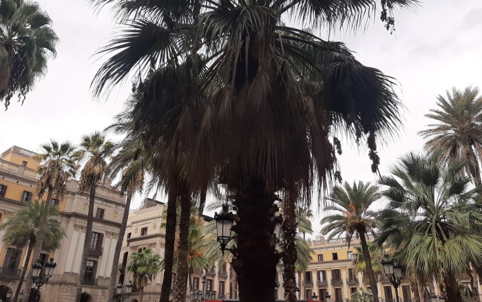 Transfer - Bar Restaurante -
Barcelona - Ciutat Vella