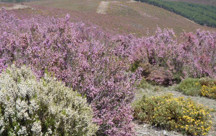 Venta - Posada Rural -
Zamora - Pedrazales